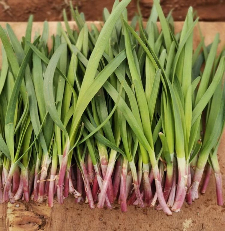 【紫根韭菜种子】紫韭菜四季种子香紫根盆栽阳台种植简单