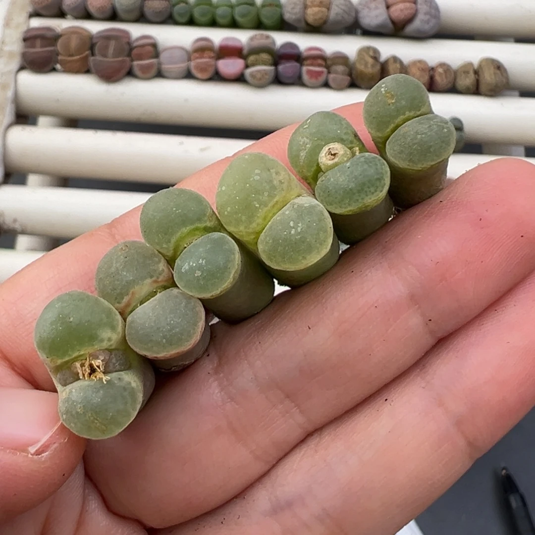 12.24好看的多肉脱土发货713