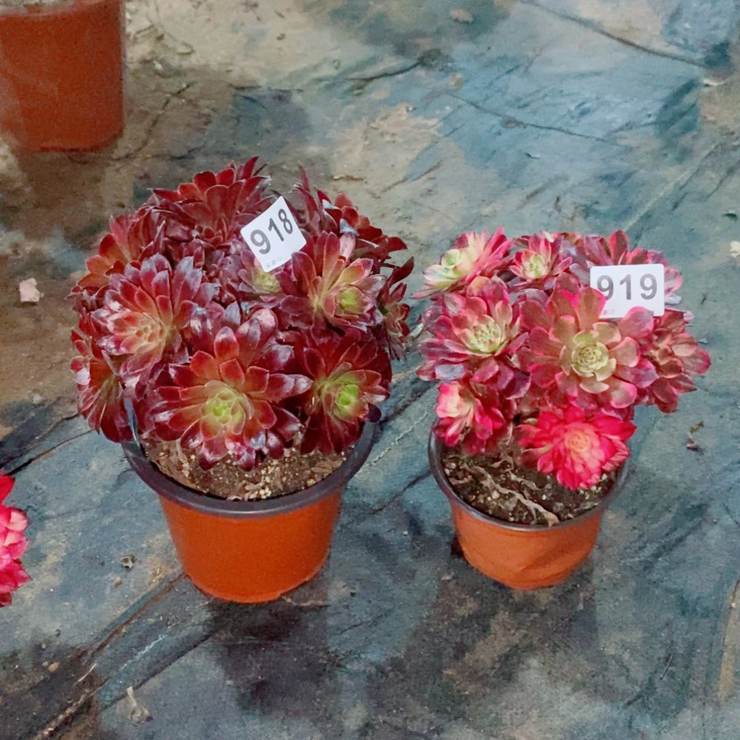 〖***殇组合918919多肉1111