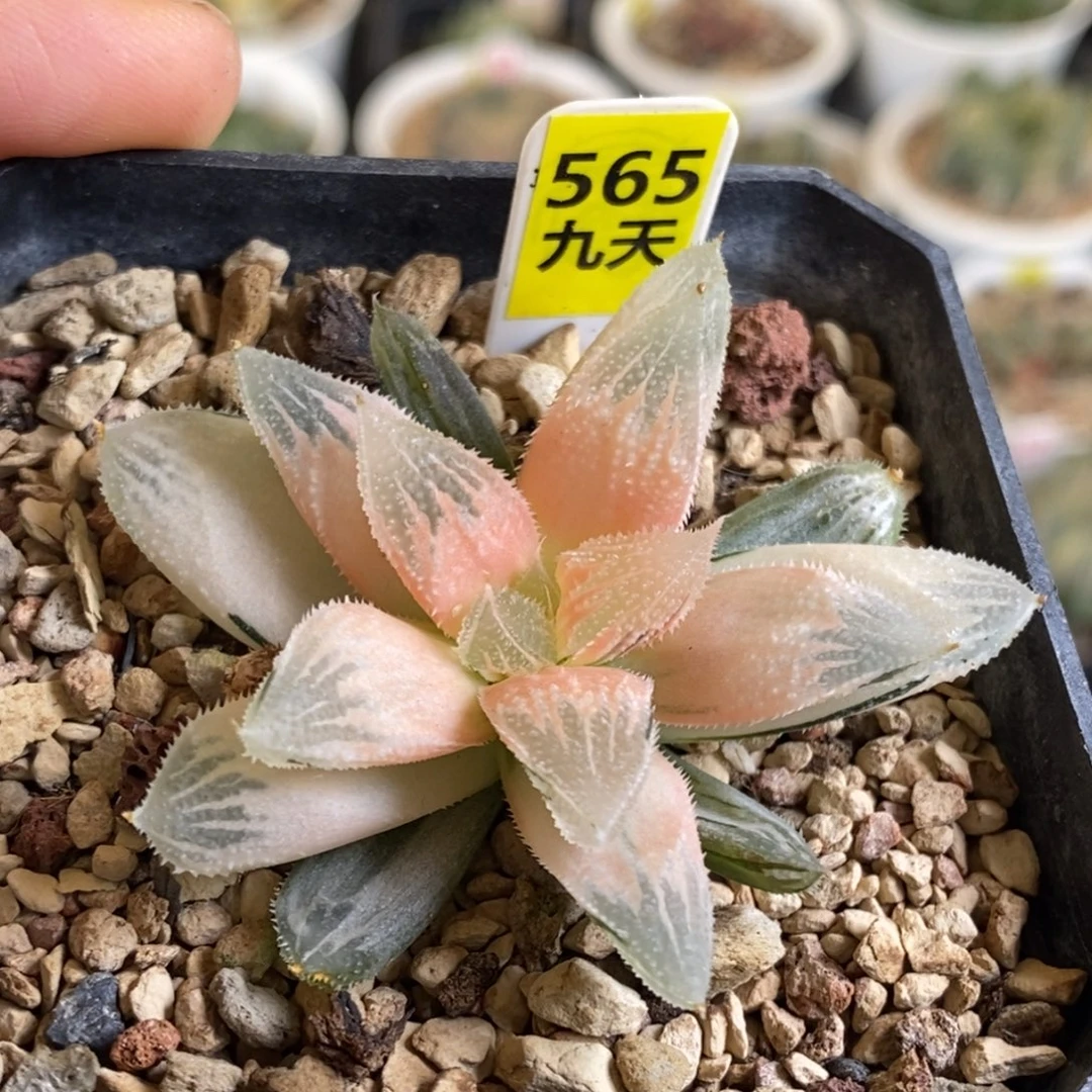 565号糊斑白帝城锦