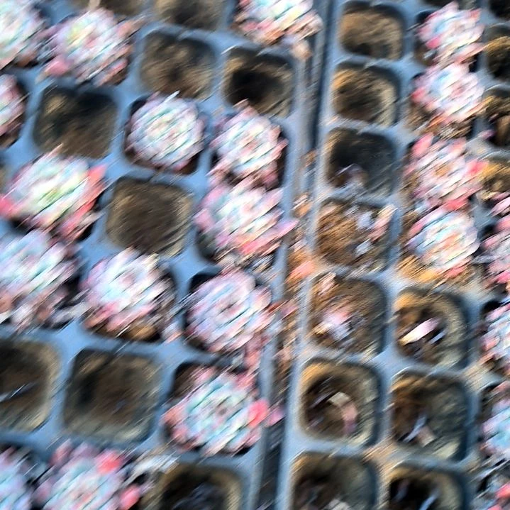 满6元包邮，蓝精灵三颗