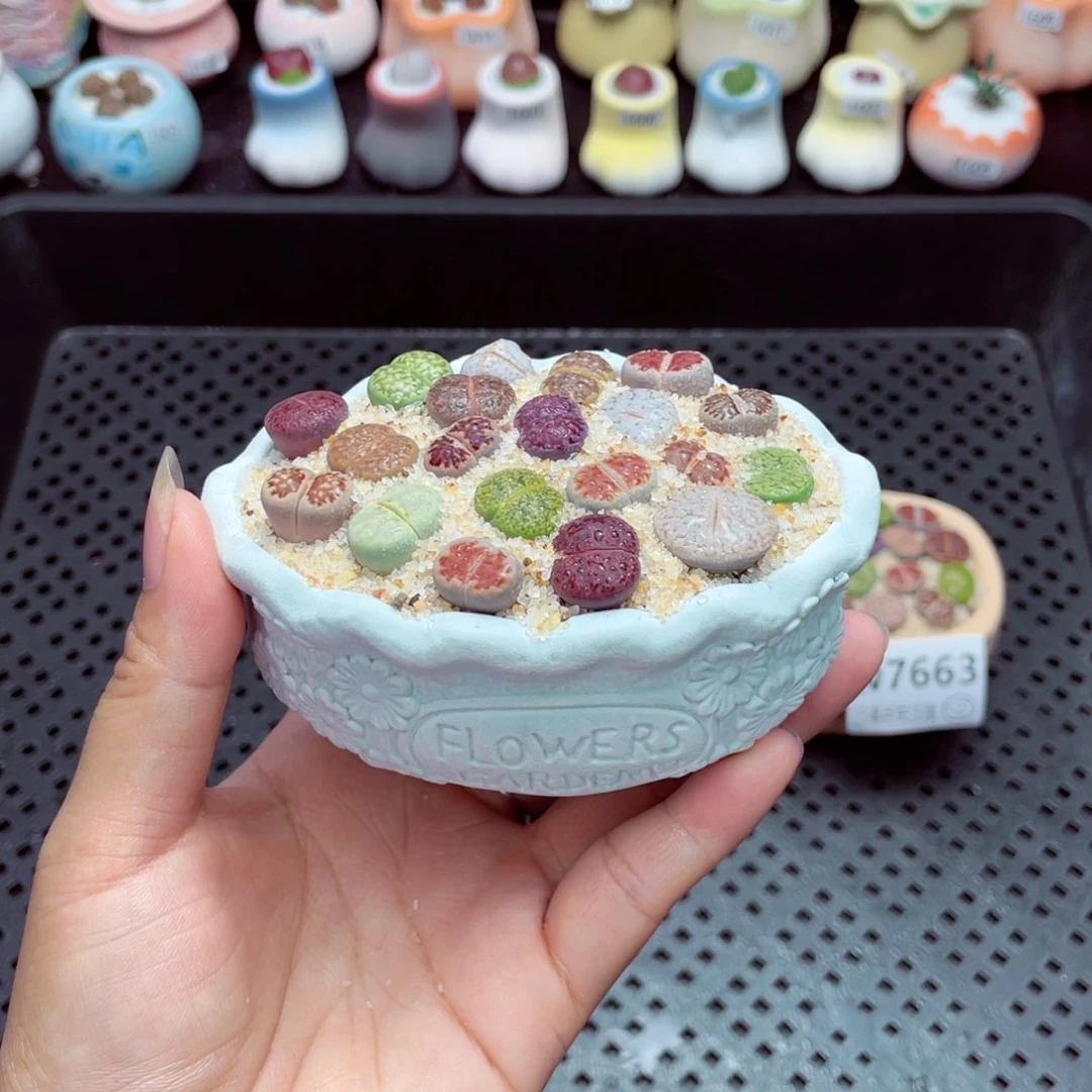 w7664盆微瑕 带盆土发货一物一拍