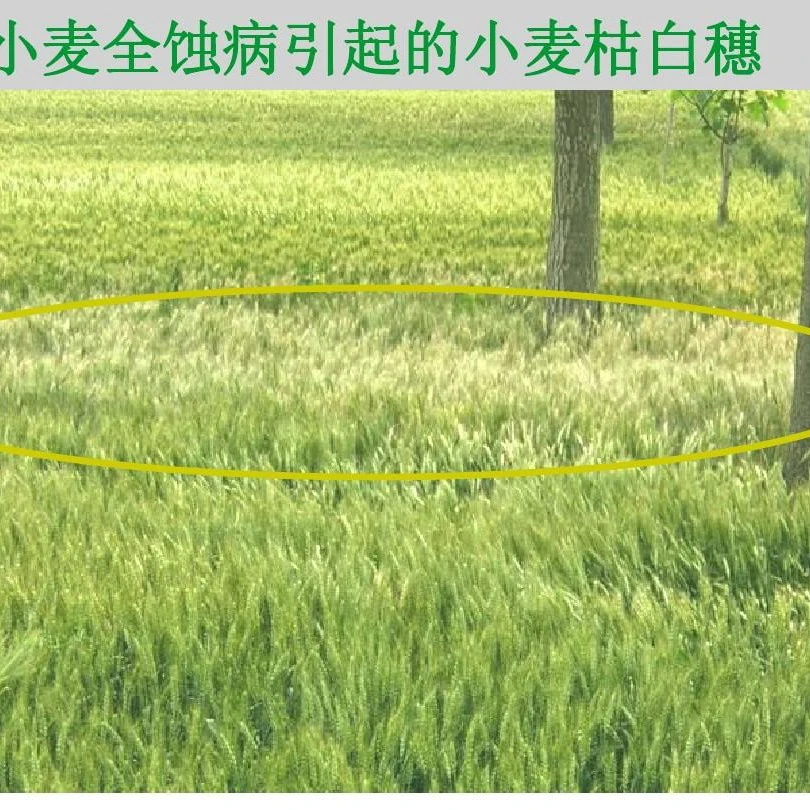 大蒜小麦高端拌种剂生根壮苗，防病增产