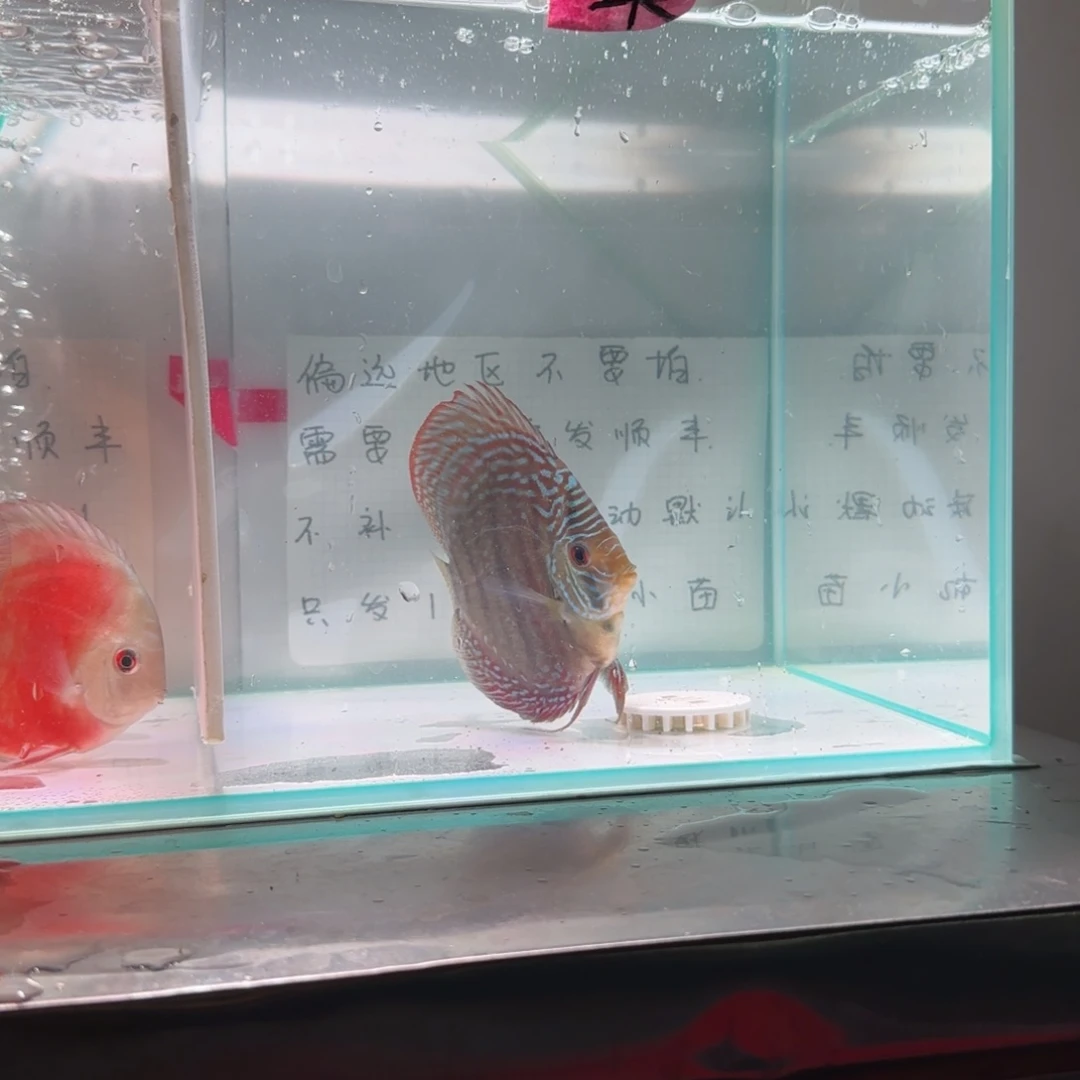 七彩神仙鱼七彩神仙鱼8-11