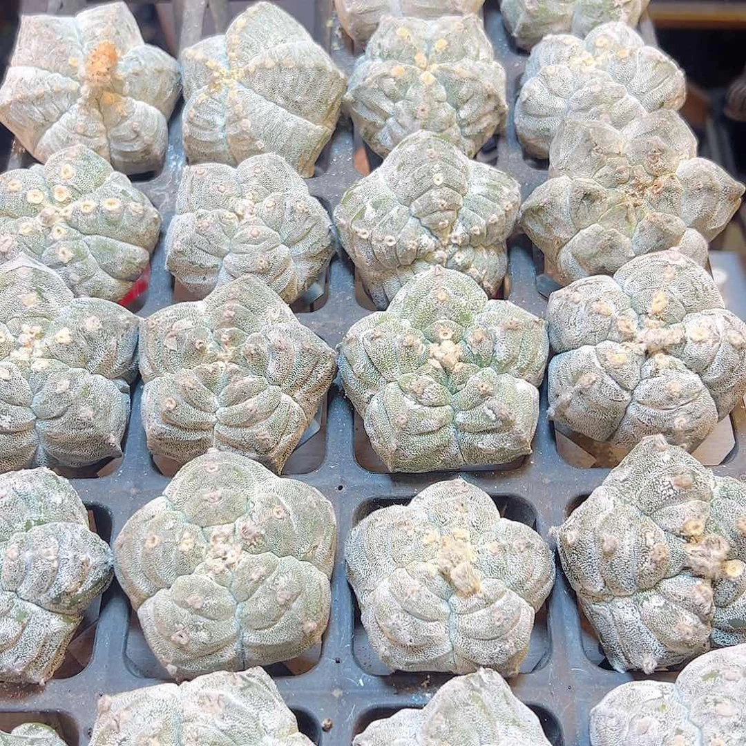 苗接矮脚银沙鸾凤玉6公分无根