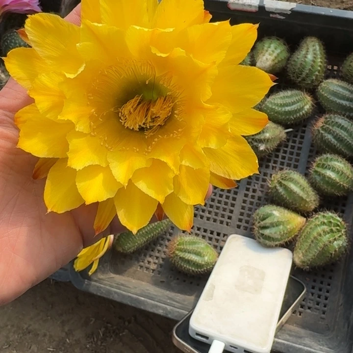 234彩草35歪无根侧牙4公分左右