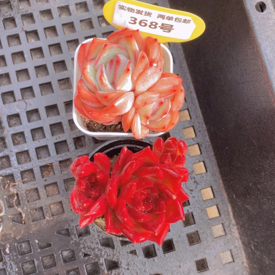 368号草莓糖双头➕罗卡群生