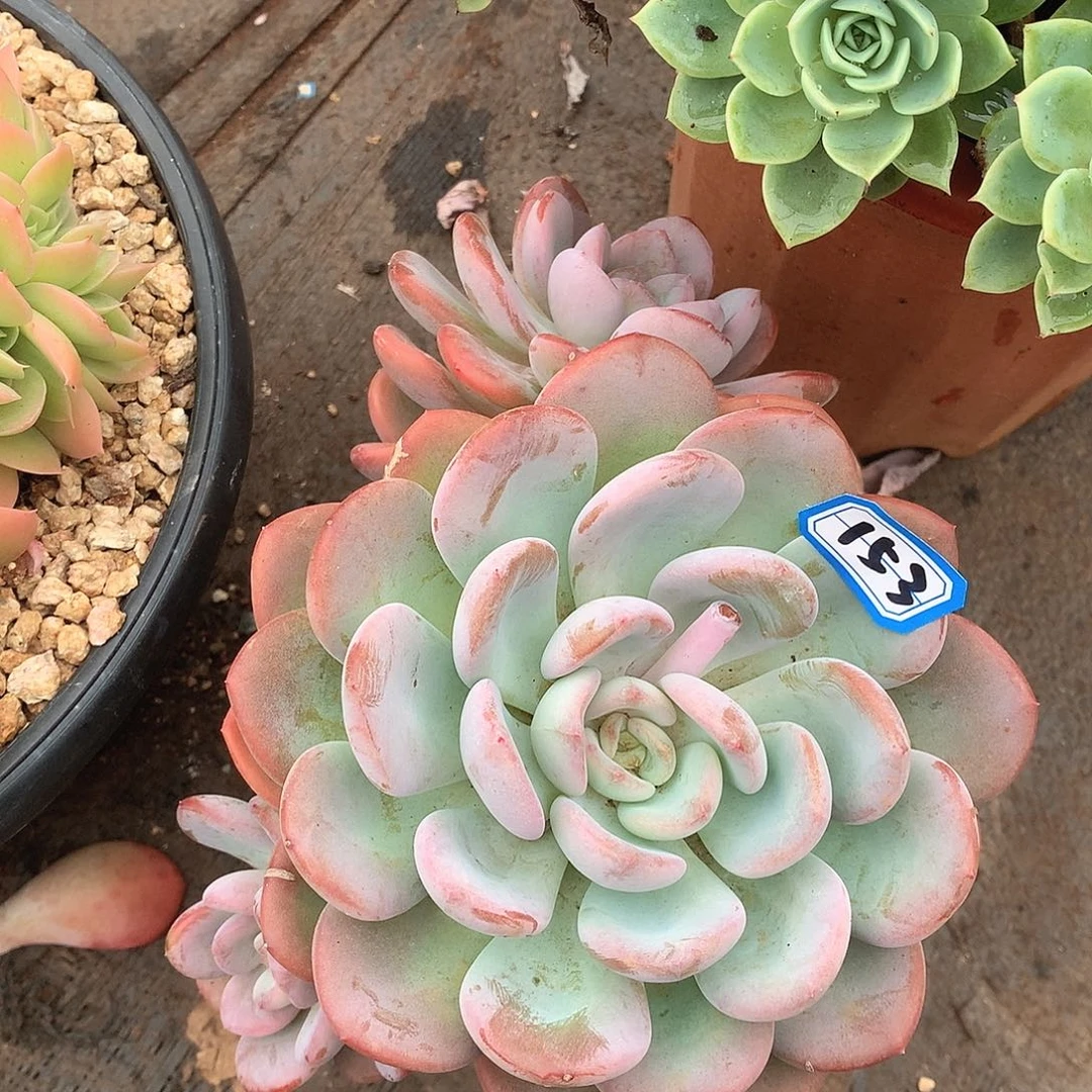 153香橙一物一拍多肉