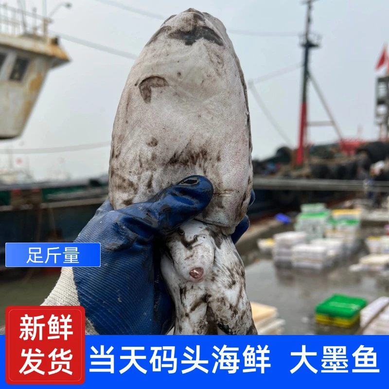 当天码头上岸新鲜原味墨鱼现场称重1-10斤