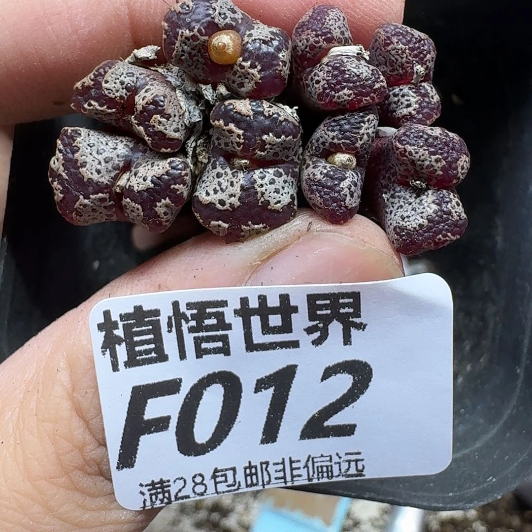 多肉植物的人生fgh