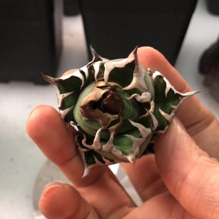 红猫仁王冠龙舌兰顶芽