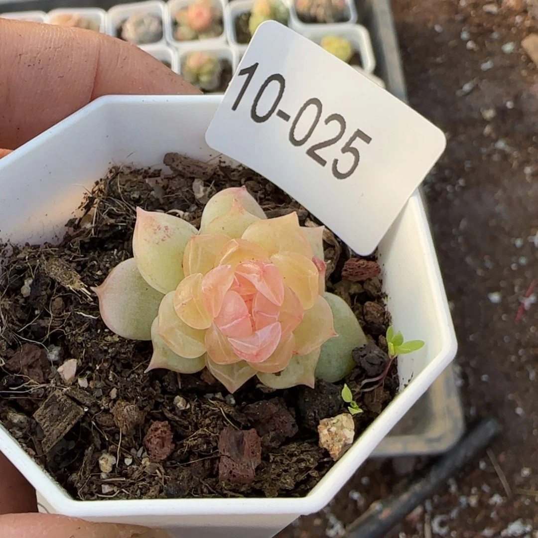 ****多肉小卡拉米糖心一物一拍