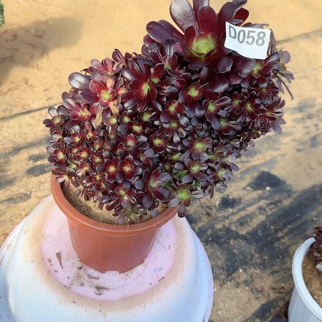 058欧紫朵朵一颗呀呀