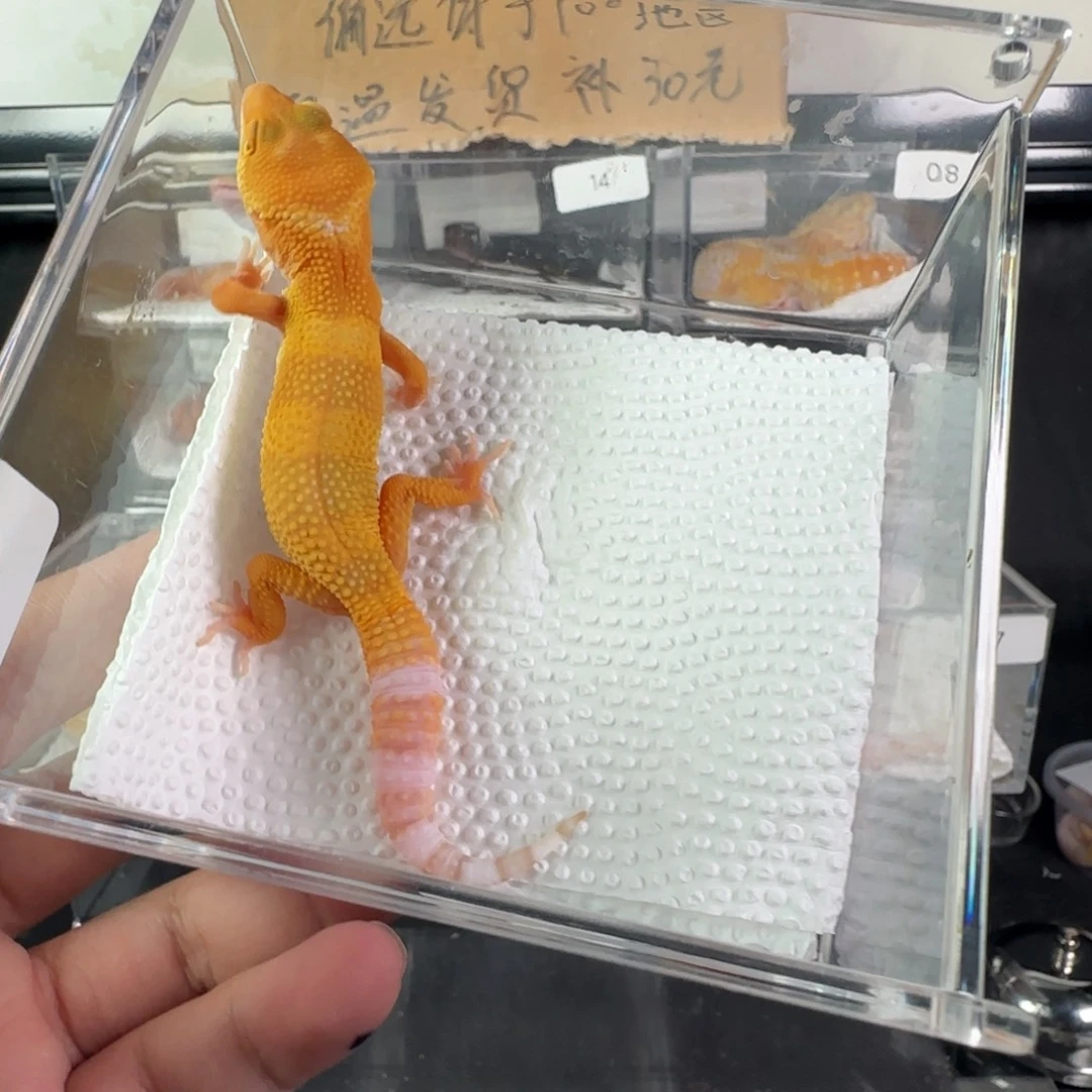 豹纹守宫薇瑕疵雨水蜜橘弟弟