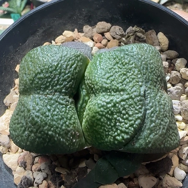 大型宽短厚隆骨凸釉卧牛，不带侧芽
