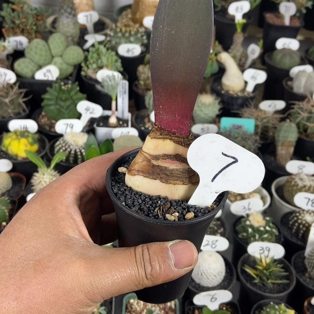 象耳雪连一物一拍