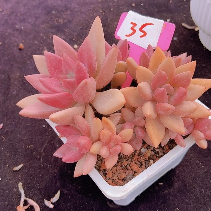 姜***姜35初英杂带盆一多肉