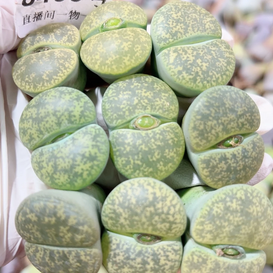 8433 好养易活生石花大母本9个2.5-3cm