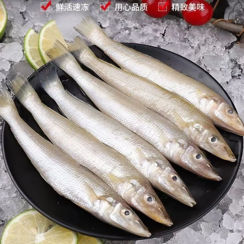 新鲜本地海捕沙丁沙钻梭子鱼鲜嫩美味【顺丰京东包邮】