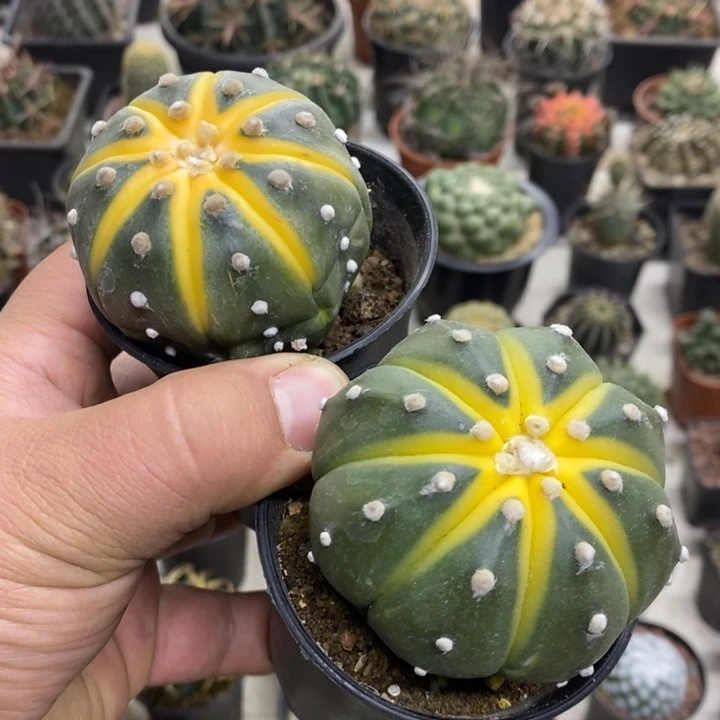 实生西瓜兜2颗微缺水