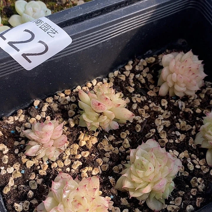 122 多肉植物盆栽植物