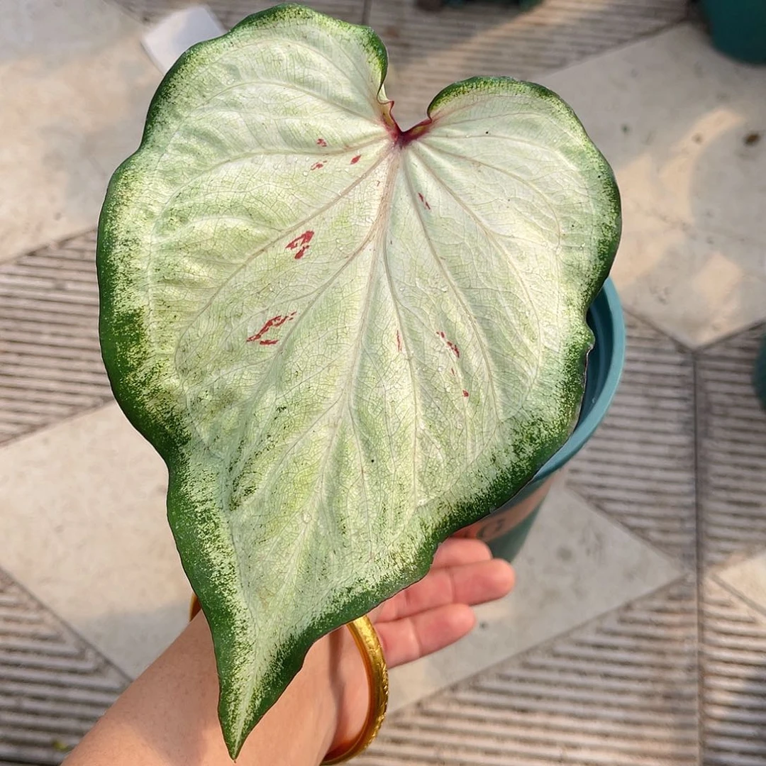 完全开放泰彩一物一拍2859