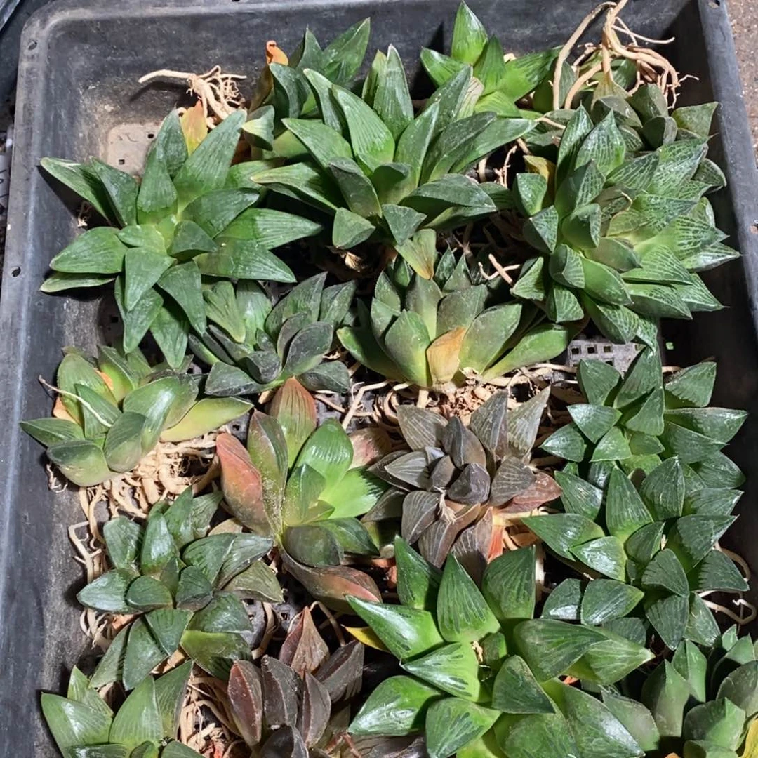 9130 一颗实生超顶大寿 超级福利