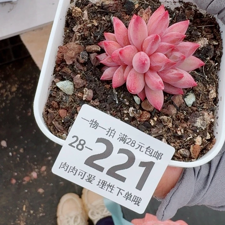 金鱼姬多肉多肉植物多肉多