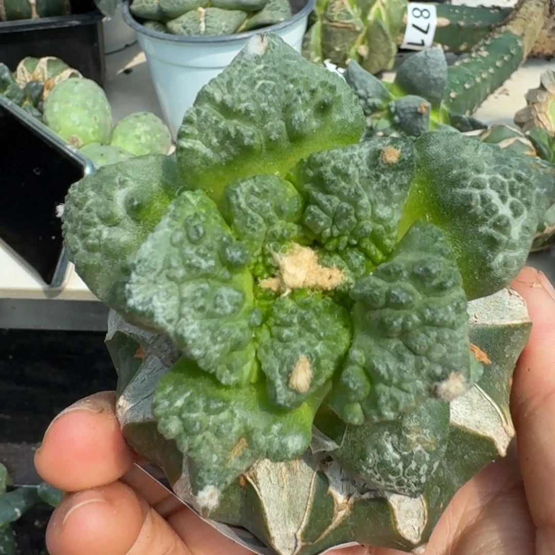 【闪购商品】无花朵蓝****）哥怒882
