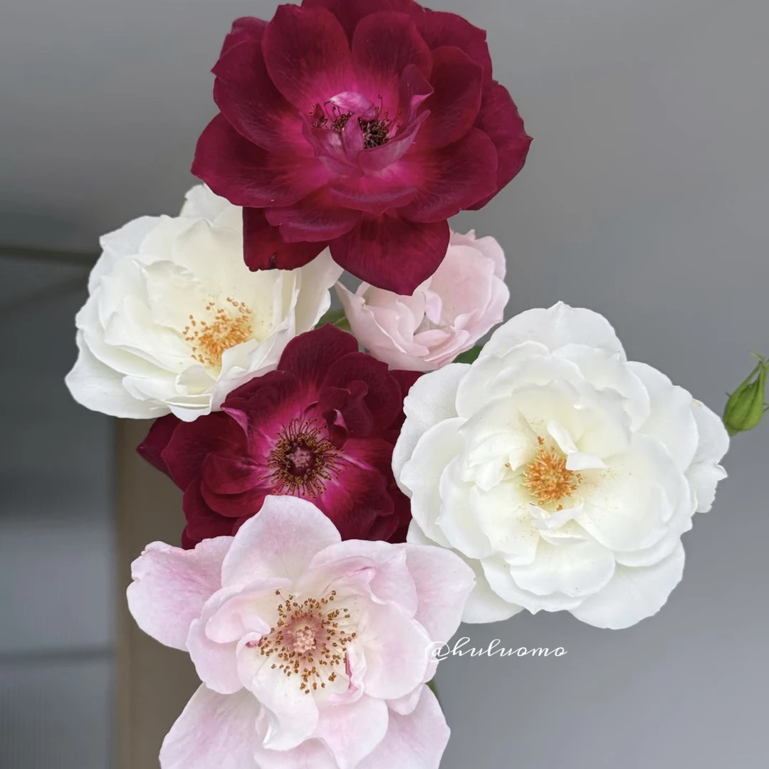 （花物语）双头三色冰山10支！三件顺丰空运20%不售后