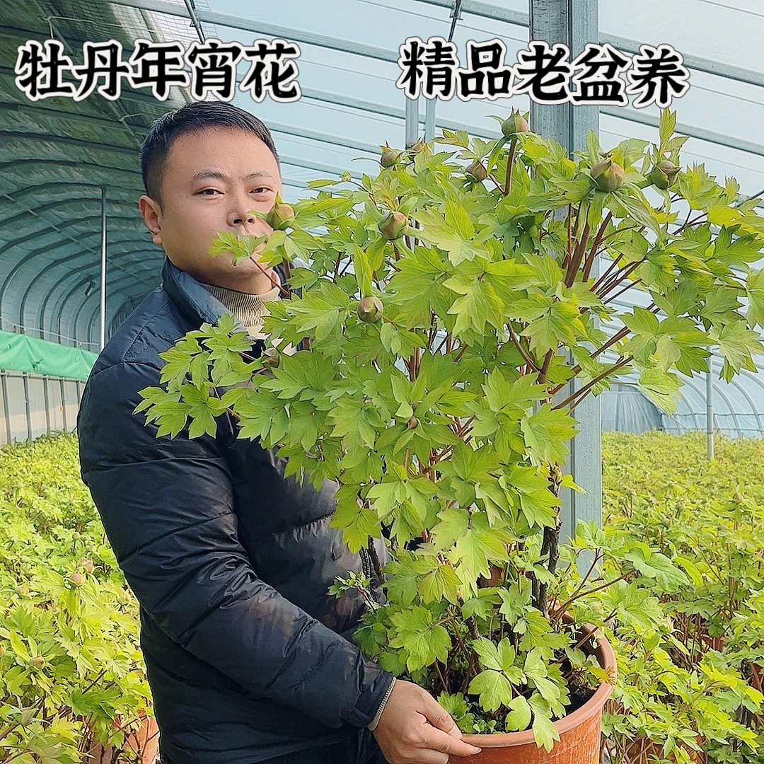 【3A精品老盆养-紫二乔】精品牡丹年宵花鲜花牡丹带花苞原盆原土