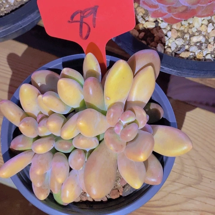 这么久不回来也没什么不好