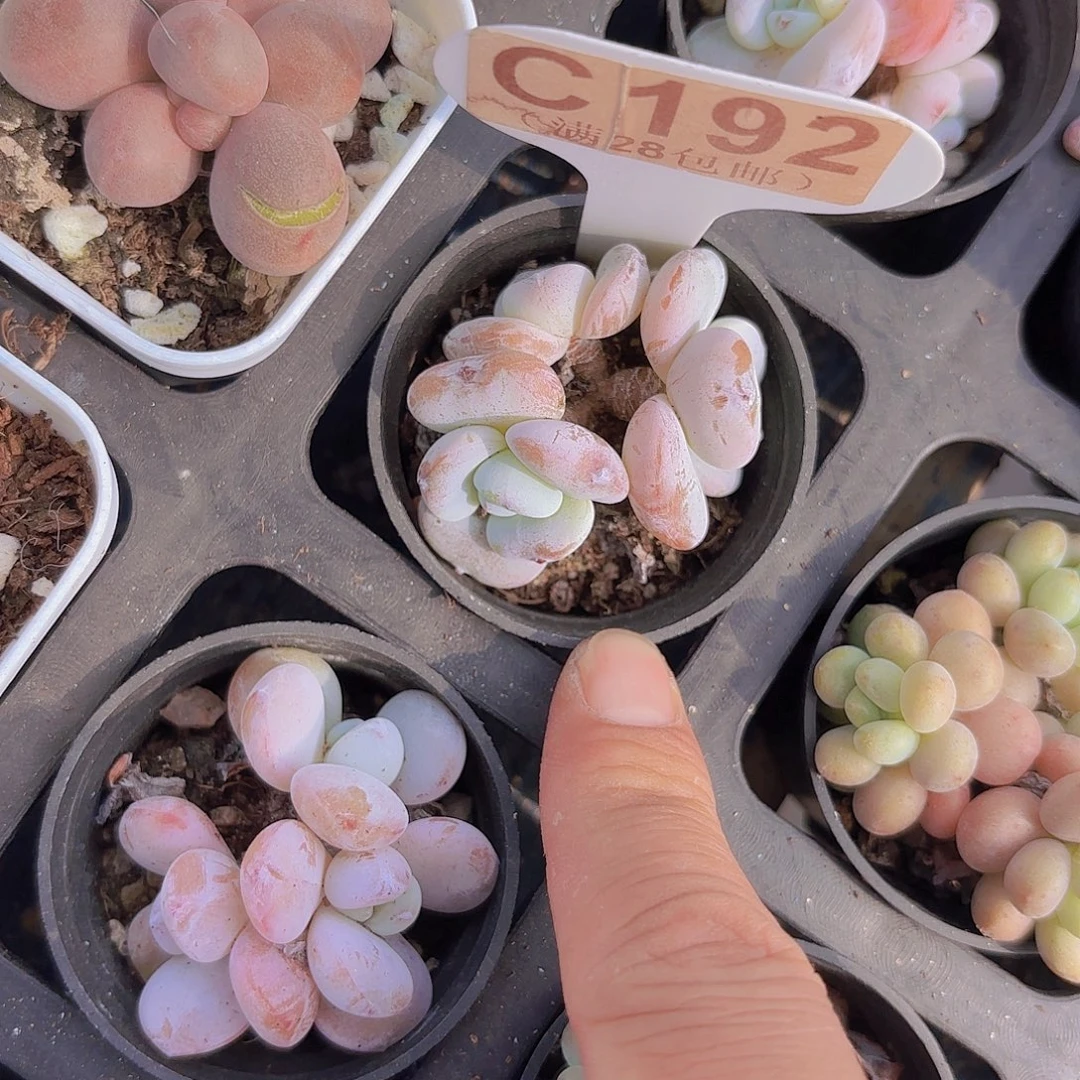 C192冷香一物一拍