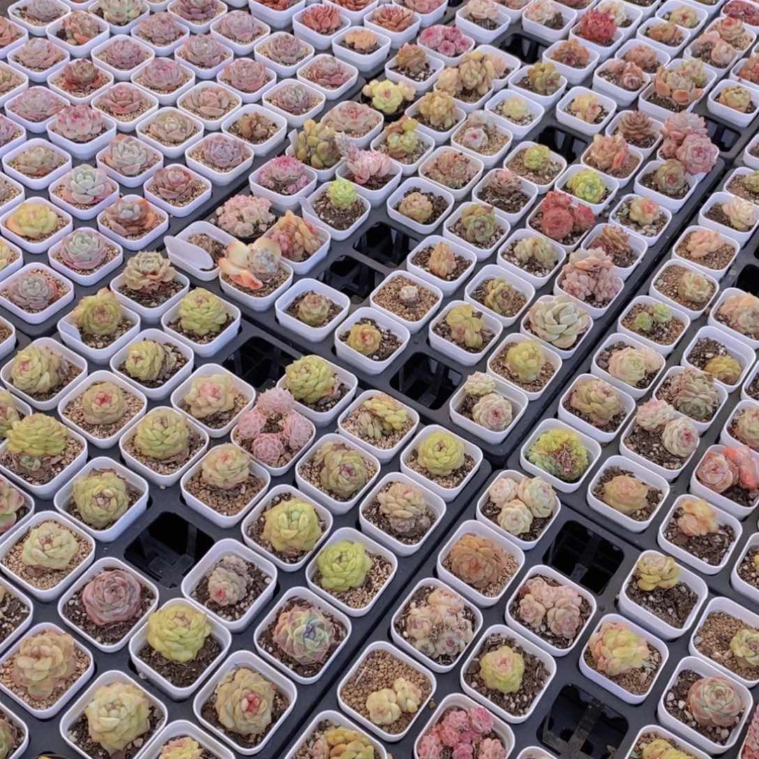 3-43-福利小白方美肉七个