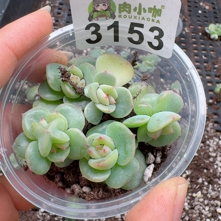 多肉植物多肉植物