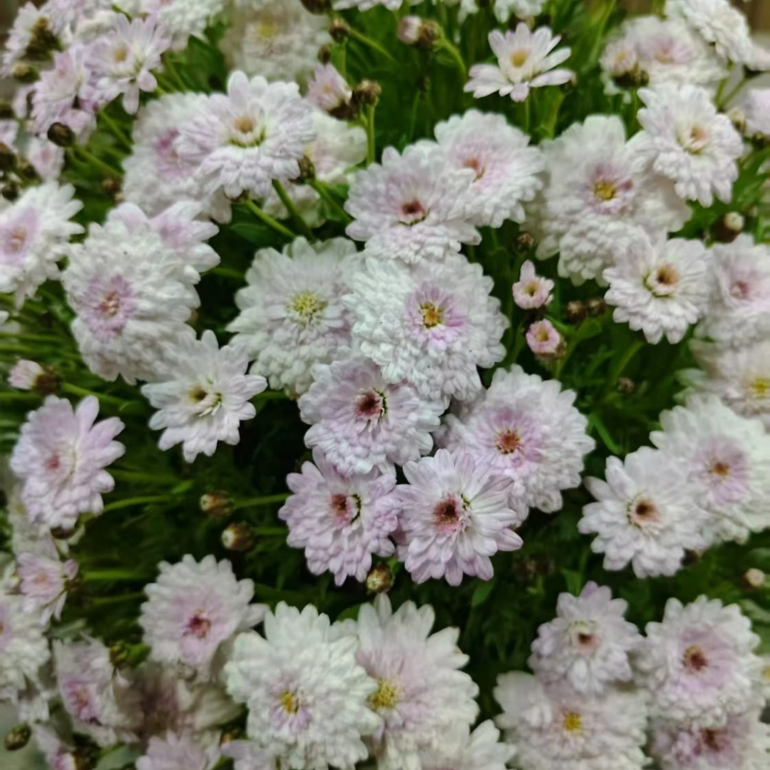 玛格丽特樱桃粉盆栽花苗阳台庭院爆花机器