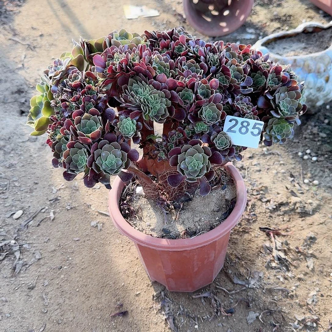 285欧紫朵朵一颗有伤