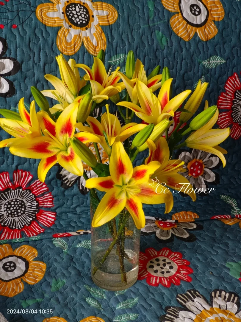 婵之语花咖婵之语优选    皇冠亚百合/鲜切花