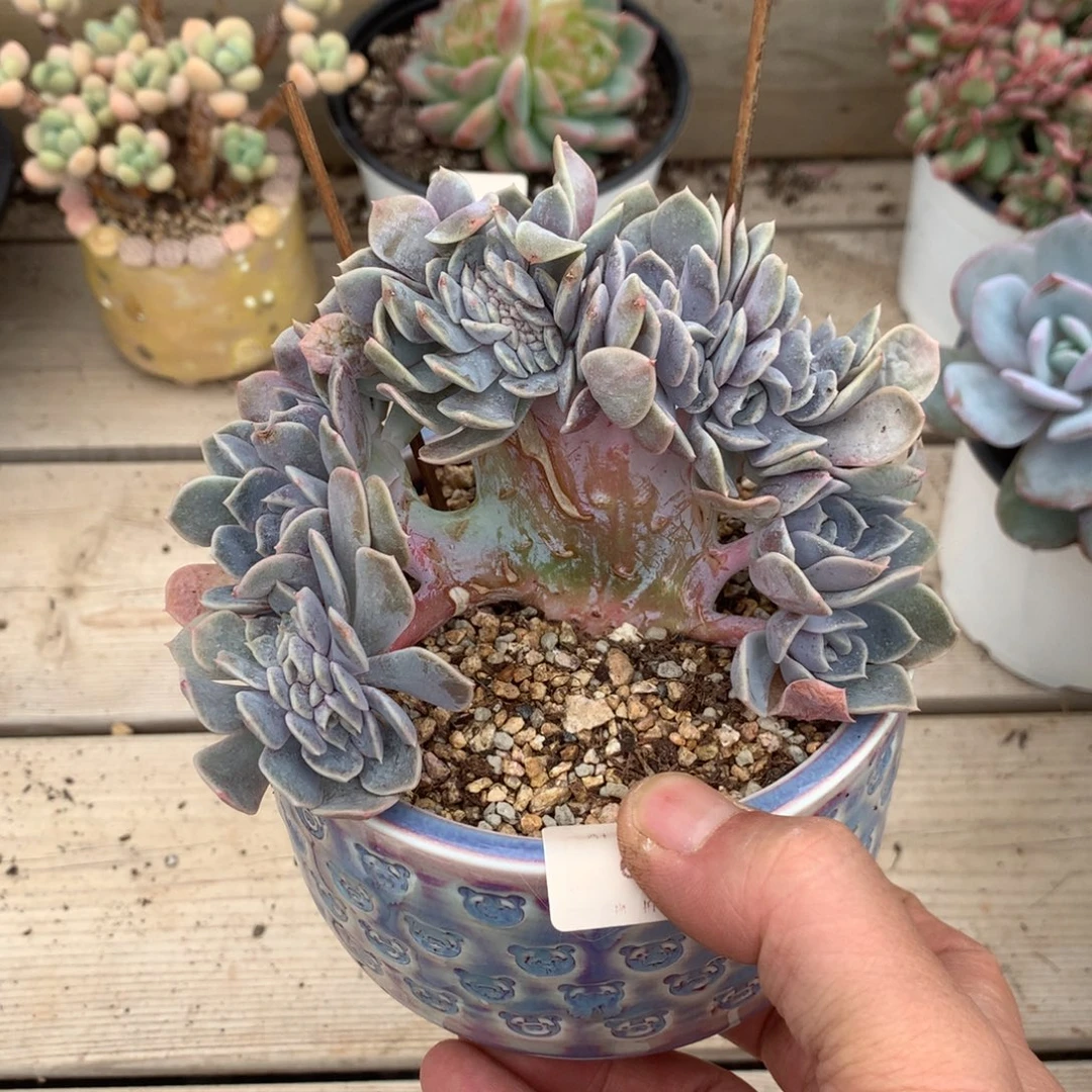6440汉堡缀化一颗13厘米