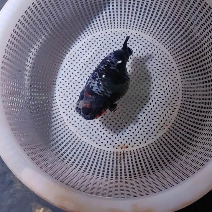 知***-金鱼潘六叔精品麒麟
