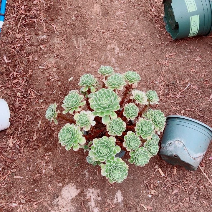 大颗伊立莎白多肉法师