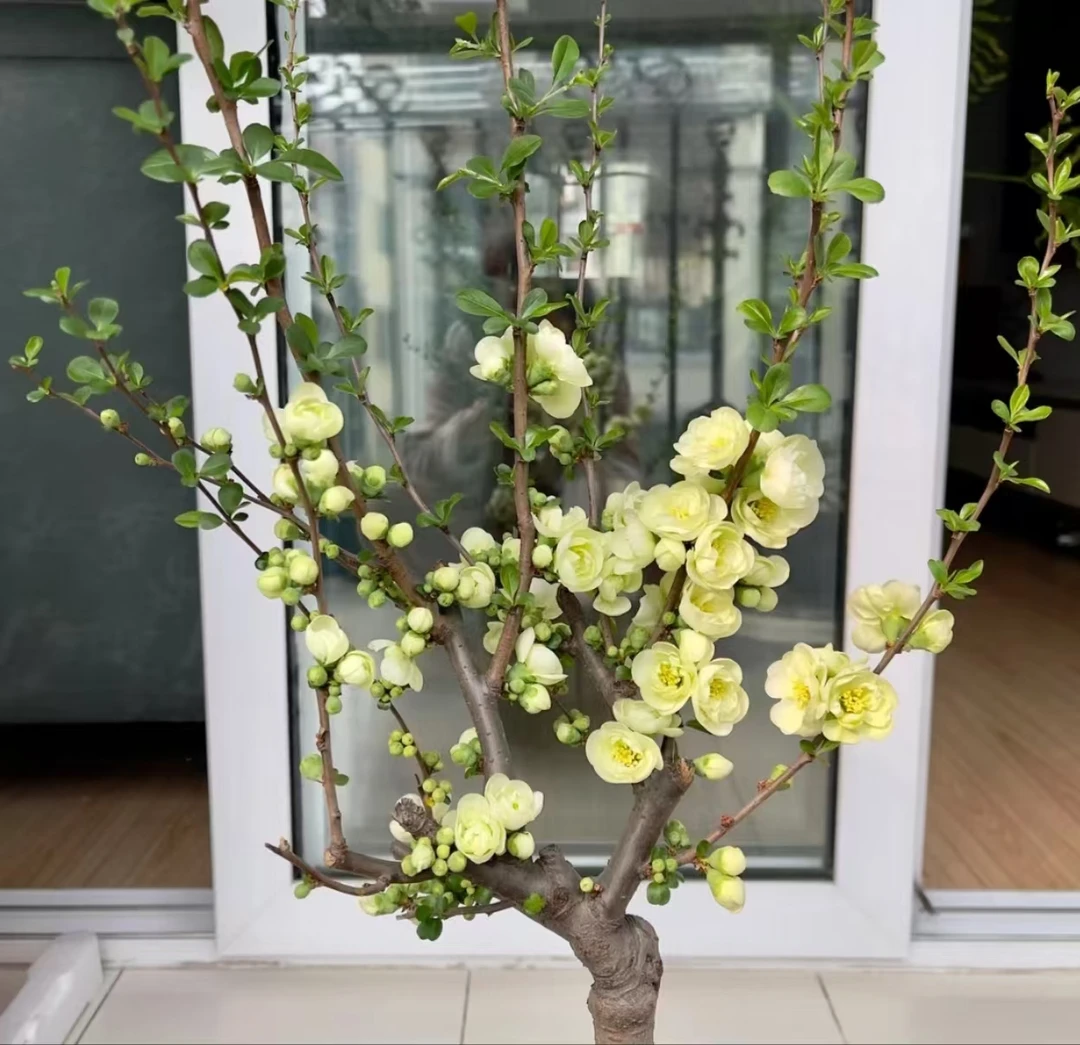 绿宝石帝王绿海棠花年宵花春节家居办公室庭院盆栽种植开花植物