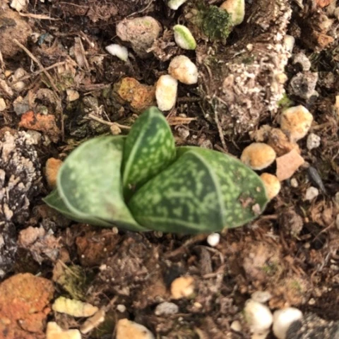 旋转蜗牛龙虎霸蜗牛