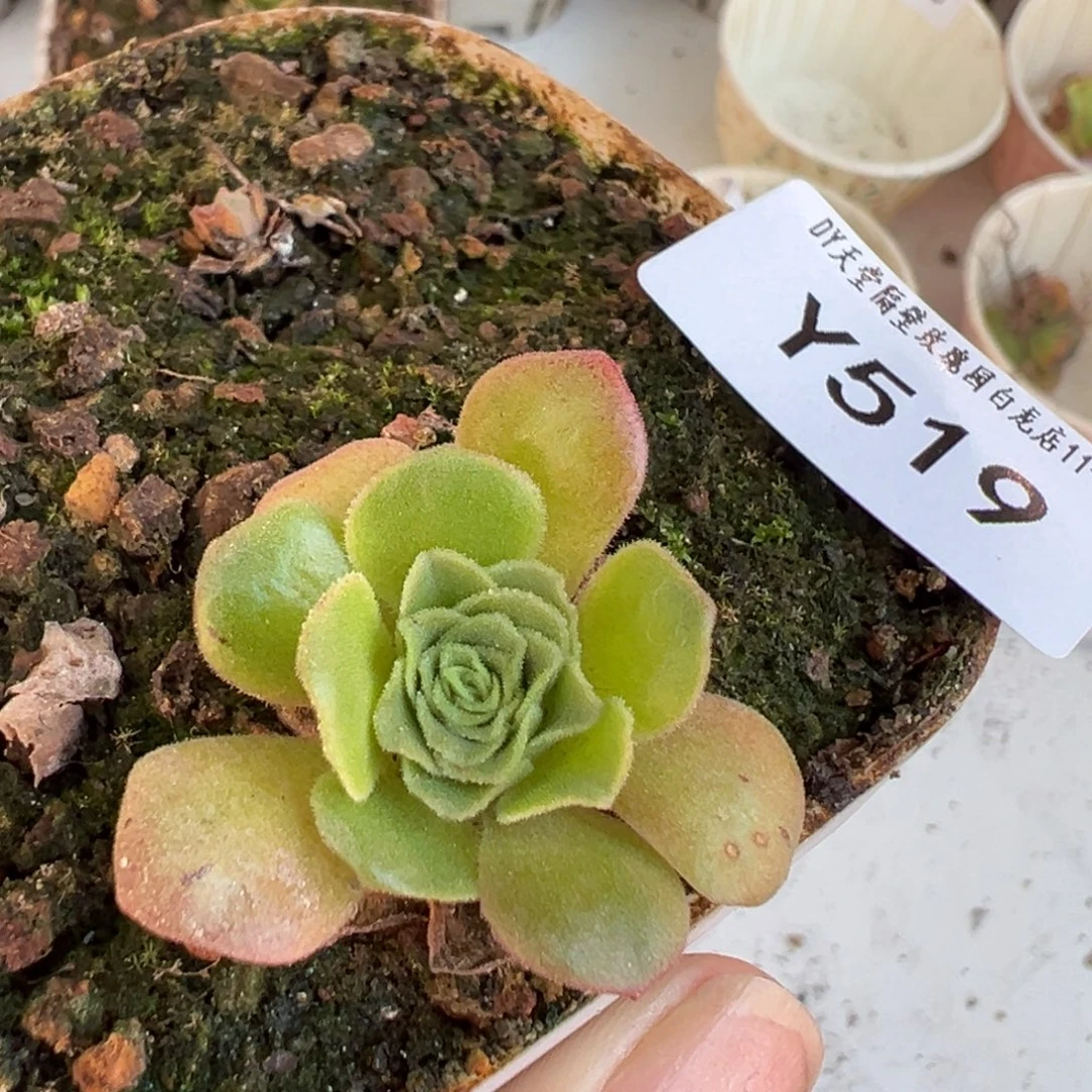 漫***️杨519 自留观察品挖心侧芽预留