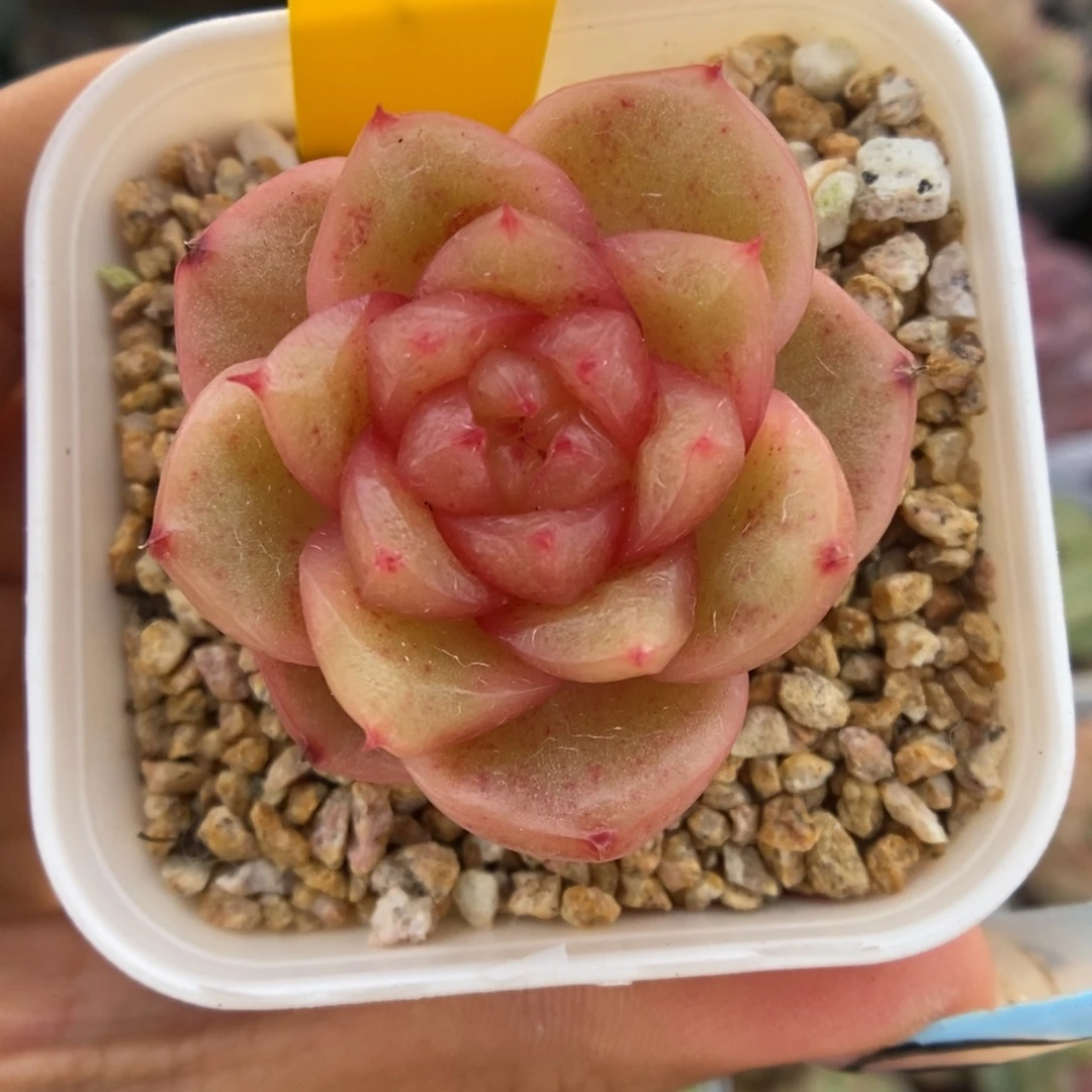 玉芷珍妮可拍418号。