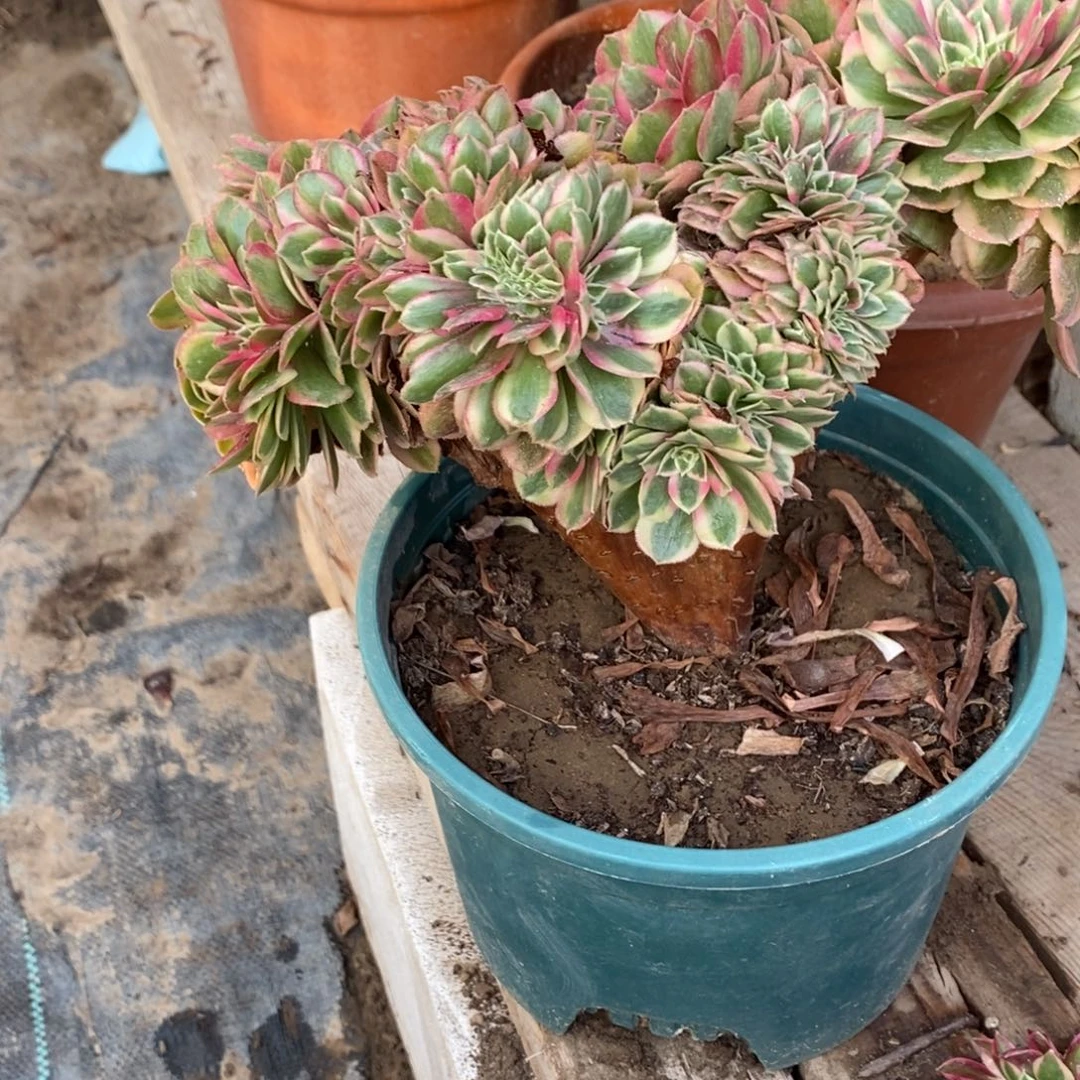 不开花植物1699号万白缀化1颗多肉