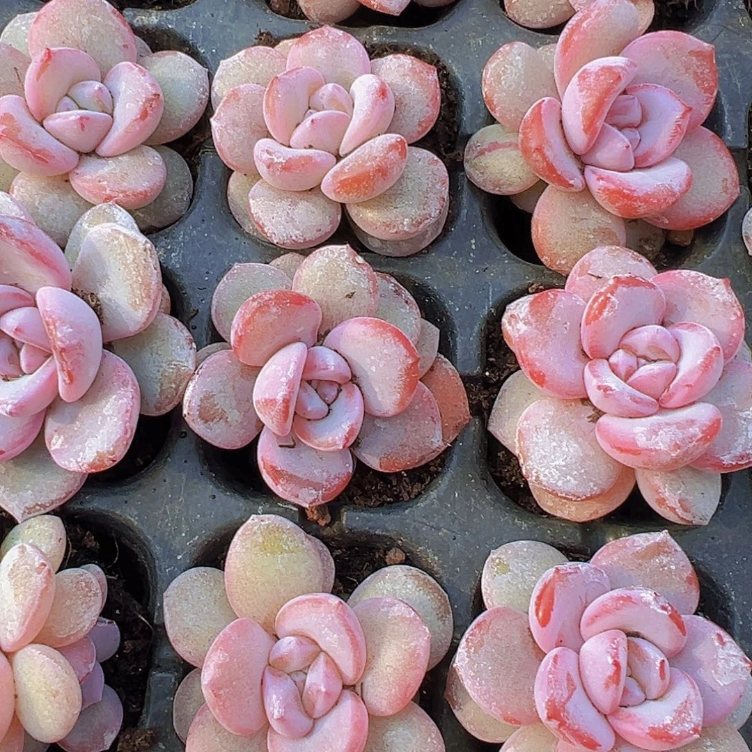 汉堡奶茶苗3颗19包邮