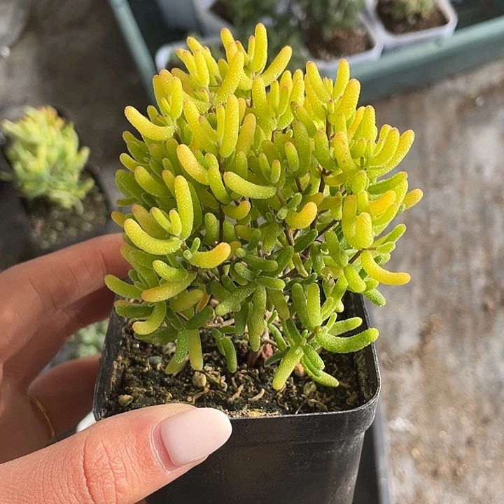专拍。