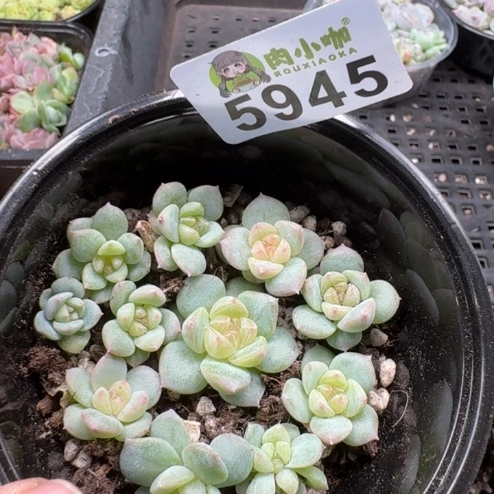 多肉植物多肉植物