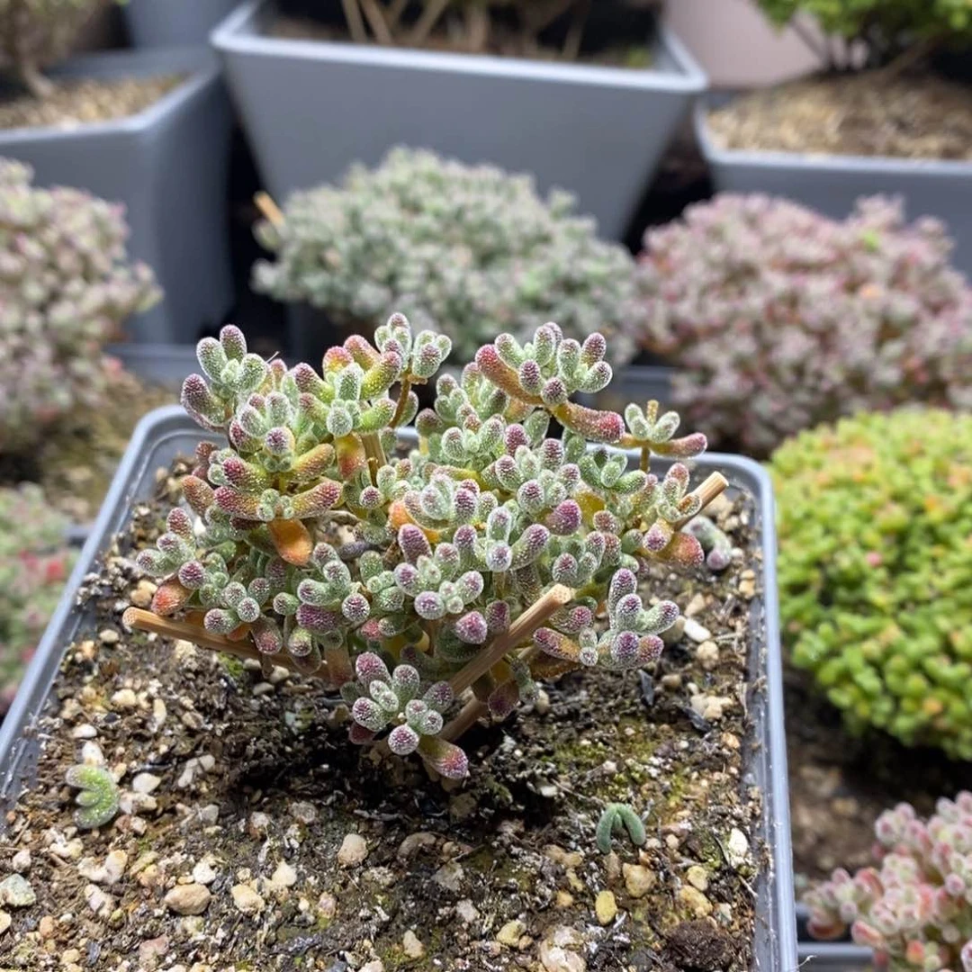 1809实生精控优选冰晶